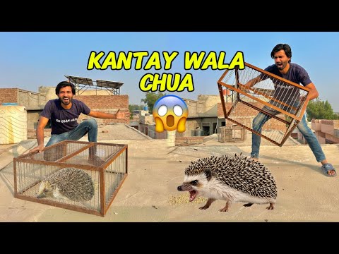 Hedgehog Trap Karliya! 😱