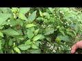 "Plant Parent Q&A: Answering Your Queries"