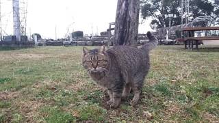 夕方の公園、一人でいるキジトラ野良猫を発見