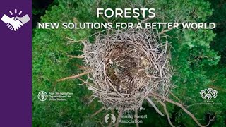 Partner Video: Celebrating International Day of Forests