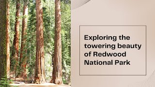 Exploring Redwood National Park: Giants of the Forest