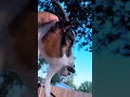 When the human finally hits the right spot 🐐✨#goat #homestead #funny #fyp #animals