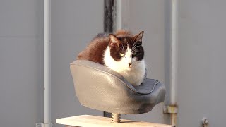 海辺にある船の整備場に集合する猫達