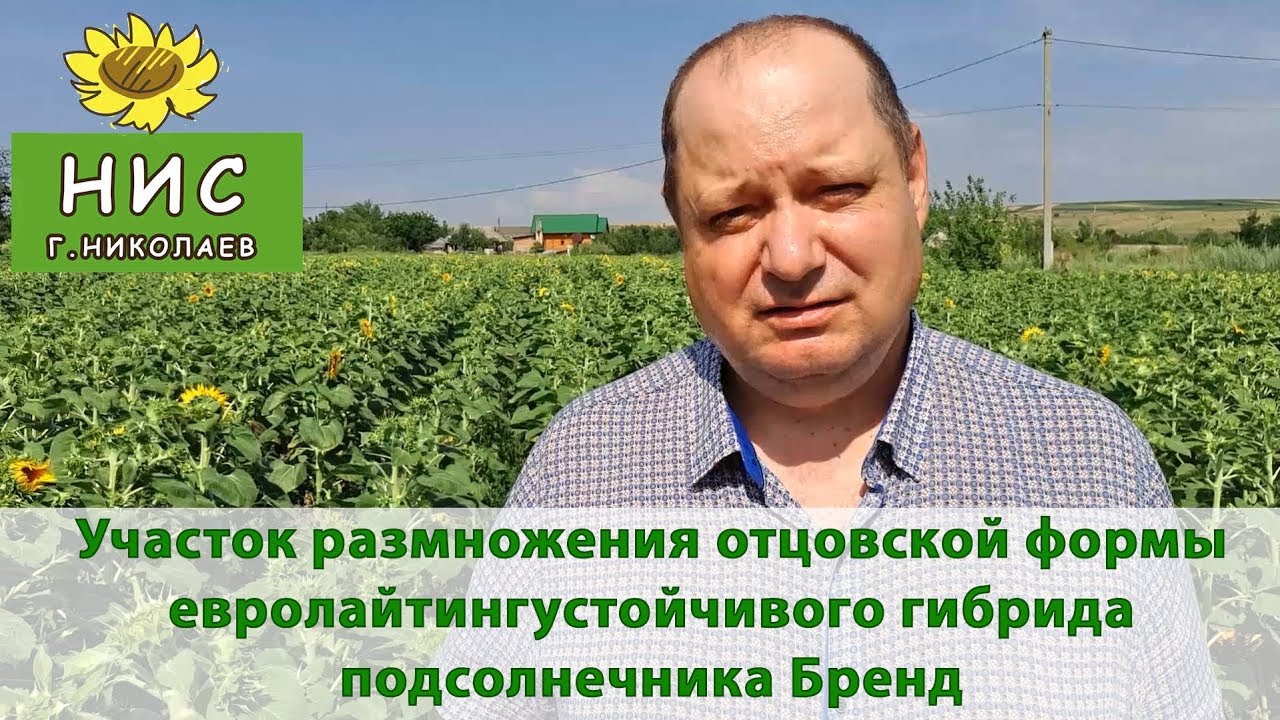 Подсолнечник гибрид велокс описание - фото