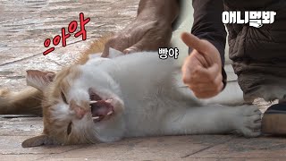 Cat That Understands Human Language