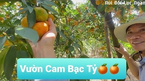 Vườn Cam Bạc Tỷ Nhà Anh Lục Siêu Đẹp I Núi Đồi Lục Ngạn