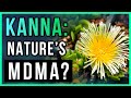Natural Cure For Anxiety + Depression? Try Kanna! | Wellness + Wisdom