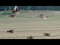 Chasse perdrix au maroc 2020  partridge hunting with english pointer dogs