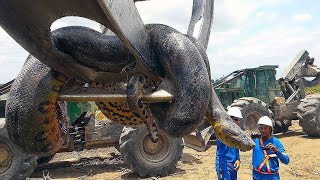 World's Largest Snake Found In India, What Happened Next Shocked Everyone