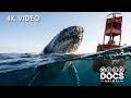 Sea Monsters | Creatures That Make the Ocean Terrifying  | Animal Documentary