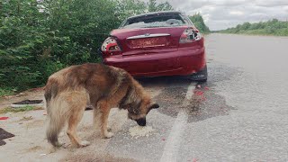 Эта собака уже 7 лет ждет своих хозяев на том месте где они погибли