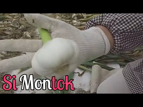 Video: Cara Memetik Bawang Putih Dengan Bunga Cengkih Untuk Musim Sejuk