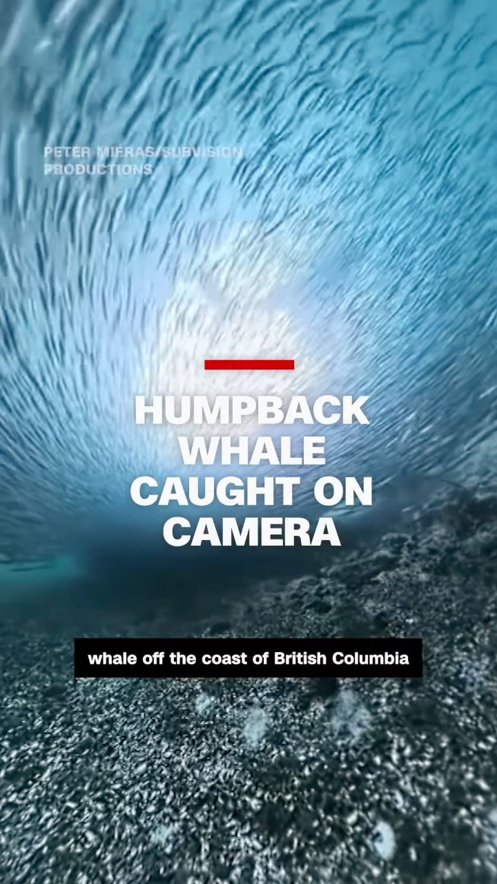 Humpback whale caught on camera