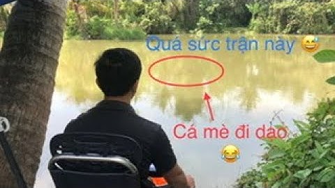 Câu đài rô phi mà cá mè 5kg phá quá