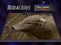 TUFF HEDEMAN Conquers BODACIOUS