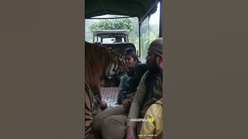 Face-to-Face with Majesty! Tiger Stuns Lady Tourist on Safari