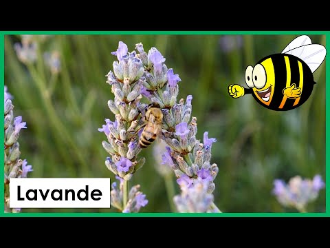 Vidéo: Les abeilles aiment-elles les stoechas à la lavande ?