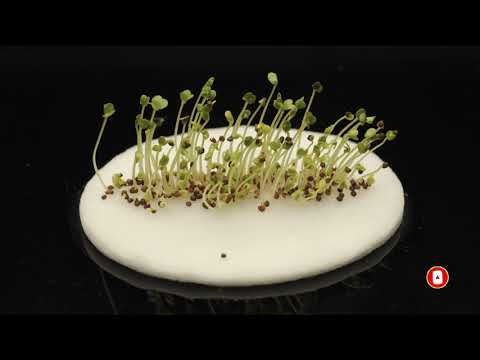 Broccoli Seeds Sprouting Time Lapse
