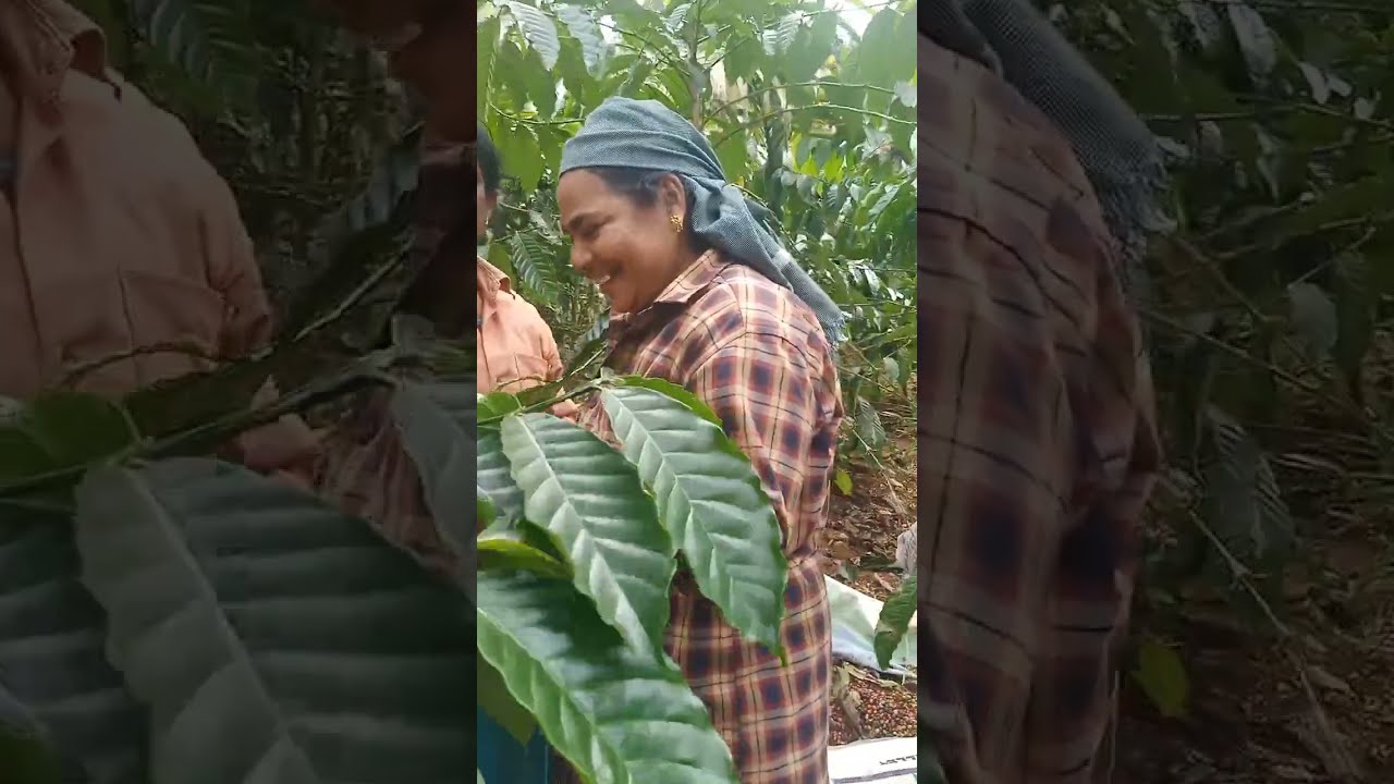 ഞങ്ങളുടെ തോട്ടത്തിലെ കാപ്പിക്കുരു വിളവെടുപ്പ് | Coffee beans harvesting | Wayanad |