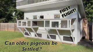 Are these pigeons ready?