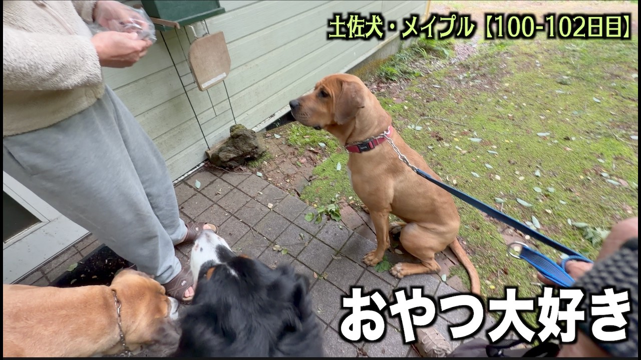 おやつ➡︎お座りは完璧【土佐犬100 102日目】 - YouTube