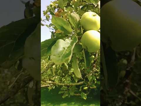 Apple Trees 🍏🍎#uk #nature #apple #indian #fruits #trees #londonlife #eating #applefruit