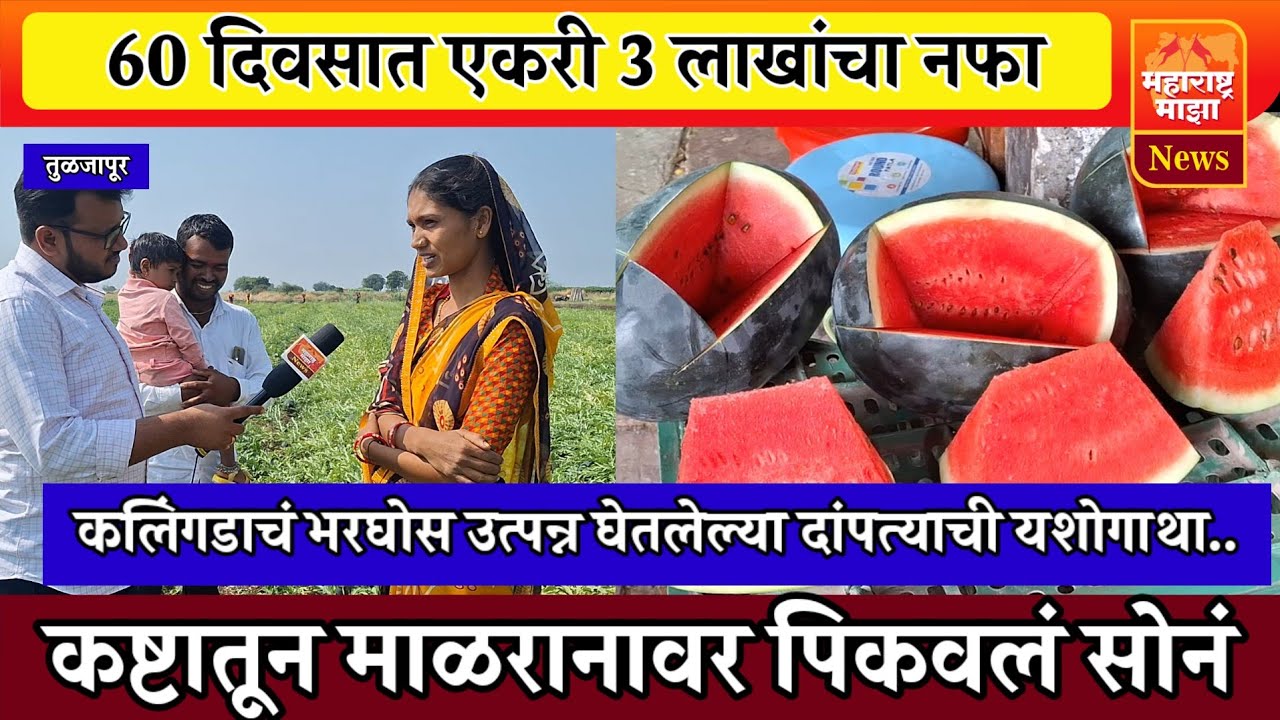♦️टोमॅटोने मारलं अन कलिंगडाने तारलं ! 60 दिवसात एकरी 3 लाखांचा नफा, शेतकरी दांपत्याच्या कष्टाला यश.