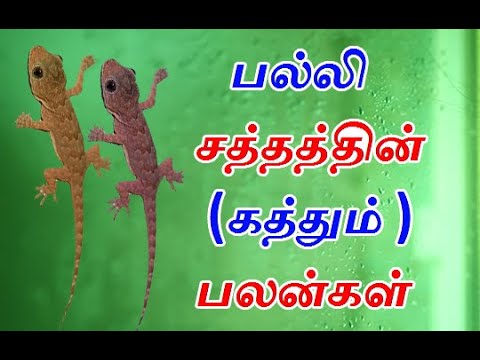 பல்லி சத்தம்  (சத்தமிடும் ) பலன்கள் |  Palli saththamidum palan in tamil