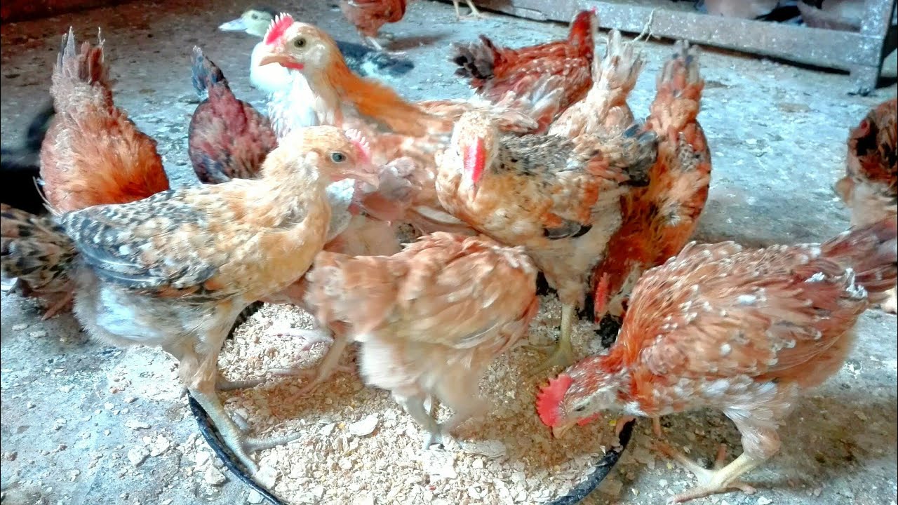 خلطه تسمين وتوفير للفراخ البلدى عمر شهر وتأسيسها صح للبيض و تبشر على أربع شهور