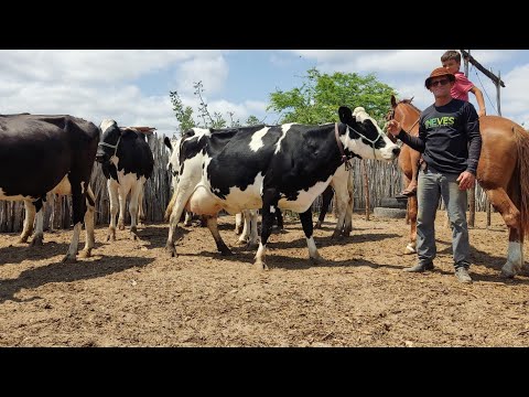 Vídeo: De onde veio a vaca?