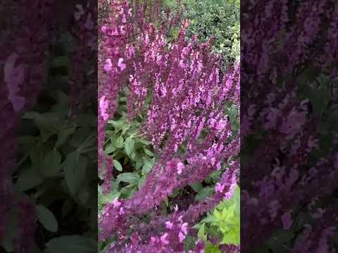 🌿 Шалфей дубравный — свечи тишины