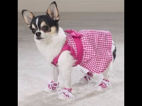 como ropa para perros pincher - YouTube