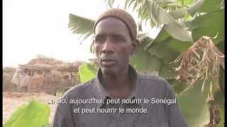 Sénégal - Agriculture Biologique (ARTE)