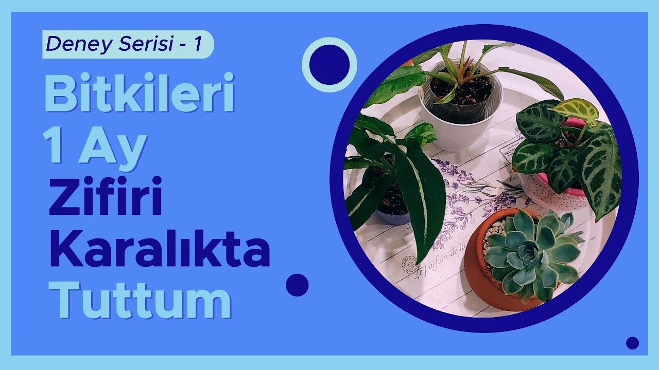 Deney Serisi - 1 / Karanlık Havasız Ortamda Bitkilere Ne Olur? // #minnoş_jungle