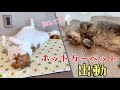 ペット用ホットカーペットを出したら、猫に大人気でした！