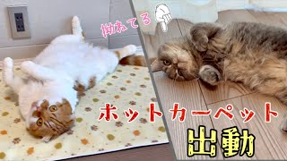 ペット用ホットカーペットを出したら、猫に大人気でした！