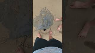First-person perspective: Watching you catch mantis shrimp at the beach.