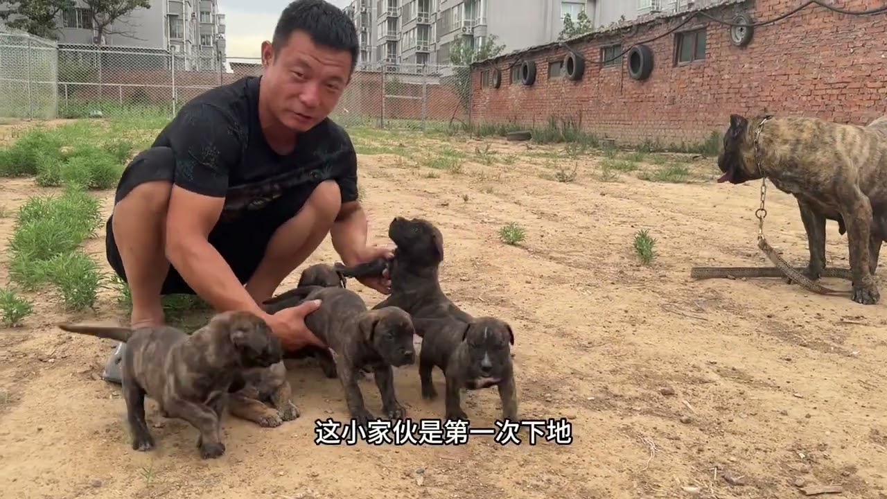 大个和对眼小崽，一转眼满月了，一家子出来玩耍一会，#加纳利大个 #加纳利对眼 #小奶狗 ##加纳利犬 #护卫犬