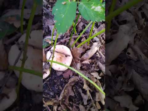 ГРИБНИК в ШОКЕ ОТ УВИДЕННОГО 🌲🍄 ВОЛНУШКИ 🌲🍄🌲😮🌲🌲🍄