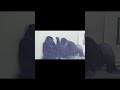 妻に求愛するシャバーニ︎💕︎ ゴリラ/GORILLA