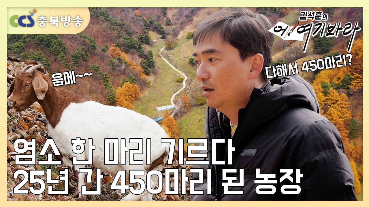 한 마리 기르다 25년 동안 무려 450마리가 되었다는 염소🐐 농장 [김석훈의 어! 여기봐라]