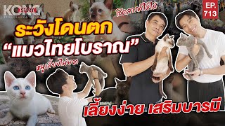 ระวังโดนตก “แมวไทยโบราณ” เลี้ยงง่าย เสริมบารมี จากฟาร์มแมวมือรางวัล I Kong Story EP.713