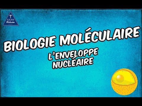 Vidéo: A quoi est connectée l'enveloppe nucléaire de la cellule ?