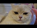 #sarang #cat #cutecat #pets #britishshorthair 