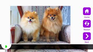 Tile Puzzle Pomeranian Dogs screenshot 5
