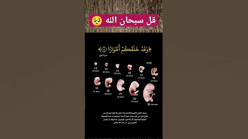 مراحل تطور الجنين داخل الرحم 