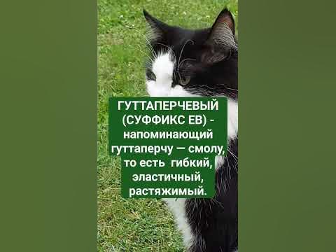 ГУТТАПЕРЧ...ВЫЙ. КАК ПИШЕТСЯ? #егэ #огэ #русскийязык #грамотнаяречь # ...