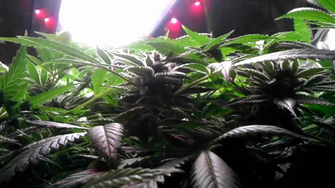 Spliff's Garden ~ Pro-420-Par/420-pfr-Pontoon Bloom Boom Room ~ 4-5-13