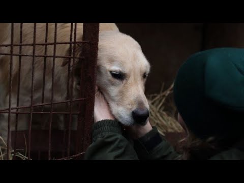 Video: Los Perros Criados Para Carne En Corea Del Sur Comienzan Una Nueva Vida En EE. UU