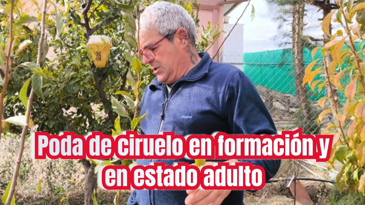 Poda del ciruelo en estado de formacion y en estado adulto